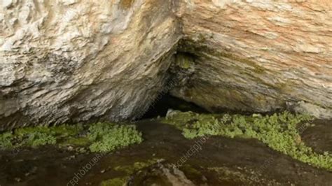 Plants In A Cave Stock Video Clip K0039092 Science Photo Library