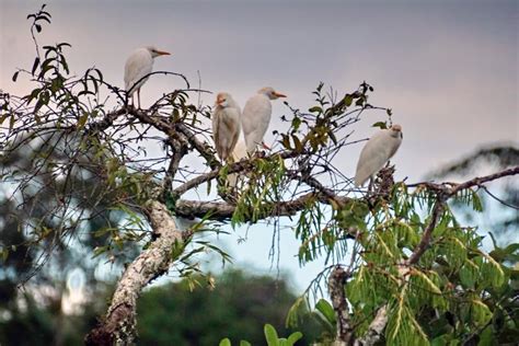 Cattle Egrets In A Tree Stock Image Image Of Egrets 154225615