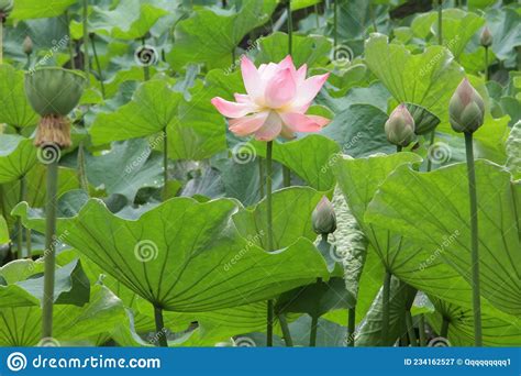 Beautiful Flower In The Garden For Good Colorful Floral Background