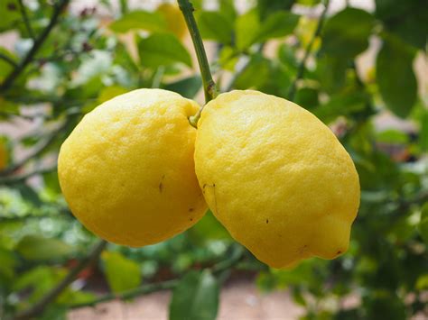 Wallpaper Id 289749 Lemon Limone Lemon Tree Citrus × Limon Citrus 4k