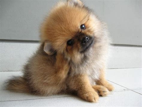 Cute Pictures Of Pomeranian Dogs And Puppies