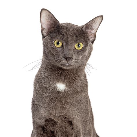 Closeup Grey Domestic Shorthair Cat Photograph By Good Focused Fine