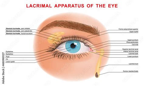 Obraz The Structure Of The Human Eye And Lacrimal Glands Healthy Visual Sensory Organ Parts Of