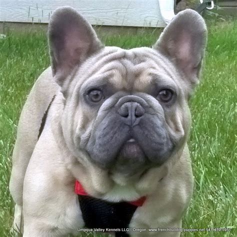 The frenchie has a wonderful… as far as the akc is concerned, the following colors are undesirable: Val~ AKC French Bulldog Puppies for Sale ~ AKC French ...