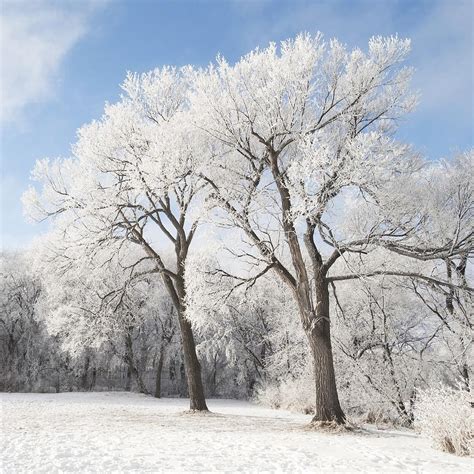 Winnipeg Manitoba Canada Snow On The Photograph By Keith Levit