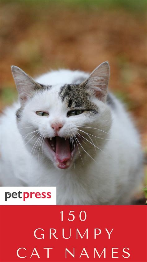 150 Grumpy Cat Names The Ultimate List Petpress