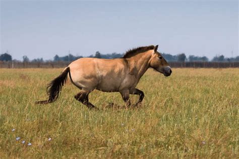 Przewalskis Horse Facts Critterfacts