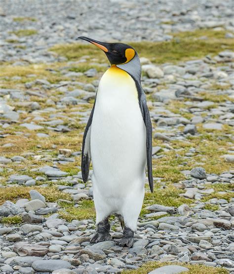Keeng Penguin Wikipedia