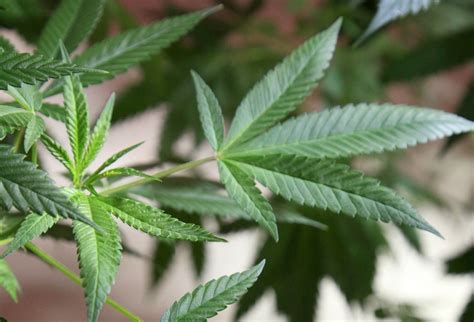 Illegal marijuana grow operation shut down after police find plants ...