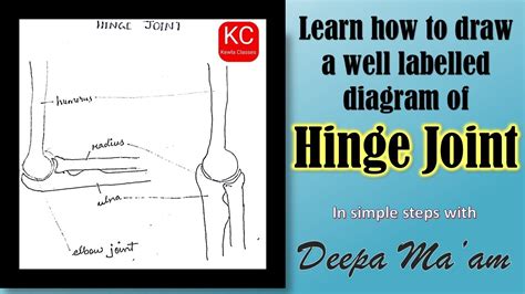 How To Draw Well Labelled Diagram Of Elbow Joint Joints Part Hinge