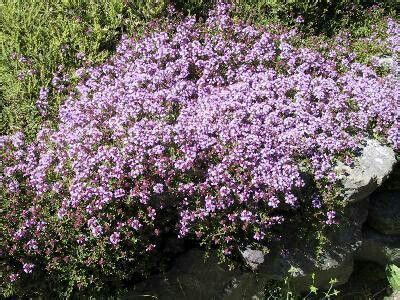 If woody stems begin to dominate, you may want to remove and replace the plants. Creeping Thyme | Creeping thyme, Plants uk, Evergreen plants