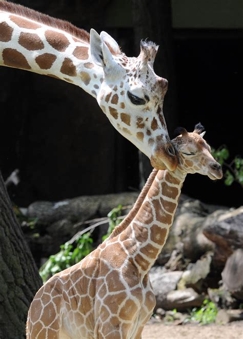 Brookfield Zoo Welcomes Baby Giraffe Watch Male Calf Take His First