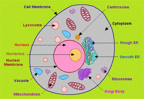 Animal Cell Diagram Year 8 Functions Functions And Diagram