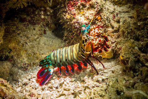 Five Interesting Facts About Shrimp That May Surprise You