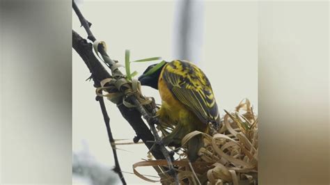 How Weaver Bird Build Nest Youtube