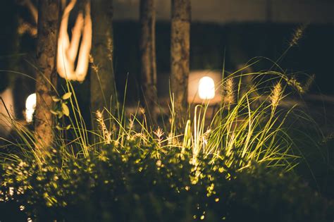 Close Up Photography Of Grass At Night · Free Stock Photo