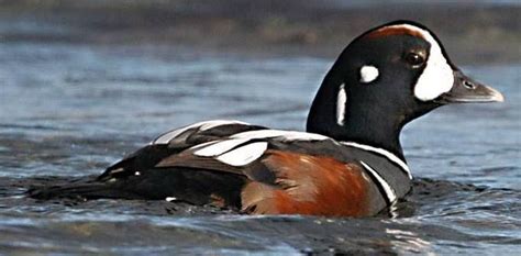 Harlequin Duck Male Quail Swans Pheasant Harlequin Pigeon Ducks