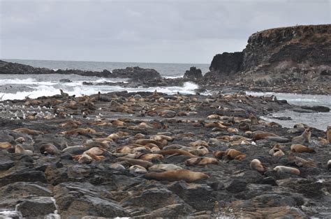 Seal Rocks Cruise Wildlife Coast Cruises In Phillip Island