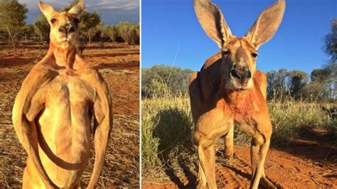 Death Of Roger The Ripped Kangaroo Sparks Outpouring Of Grief On