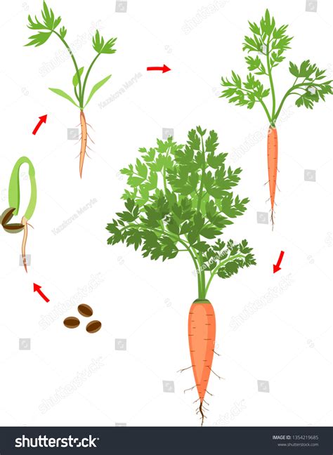 Life Cycle Carrot Plant Stages Growth Vector Có Sẵn Miễn Phí Bản