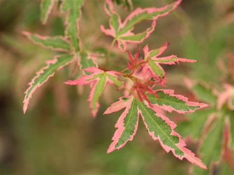 Acer Palmatum Taylor Pp15943 Japanese Maple Conifer Kingdom