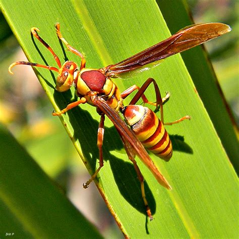Paper Wasp Insects Of Ohio ·