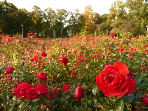 🔥 42 Field Of Roses Wallpaper Wallpapersafari