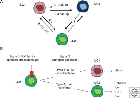 Innate Lymphoid Cells Ilcs Cytokine Hubs Regulating Immunity And