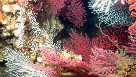 Diversity Of Deep Sea Corals Smithsonian Ocean