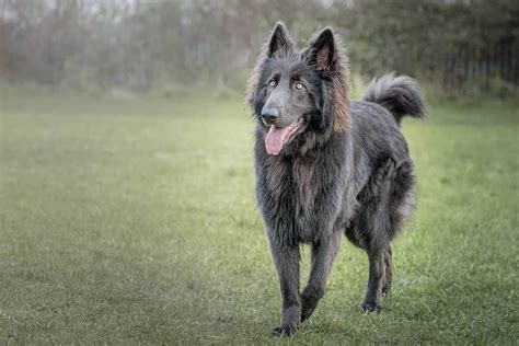 Is The Blue German Shepherd Really Blue Find Out Here K9 Web