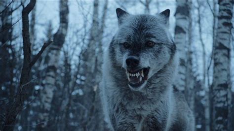 game of thrones battle with 50 direwolves cut from season 8 cnet