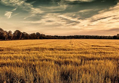 2000 Free Cornfield And Wheat Images Pixabay