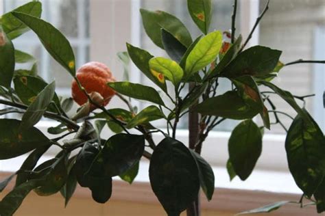 The Truth About An Indoor Lemon Tree Hint It Belongs