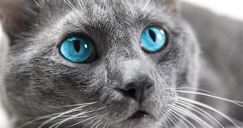 36 Persian Cat Grey Colour Blue Eyes Furry Kittens