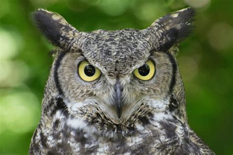 Great Horned Owl Facts Critterfacts