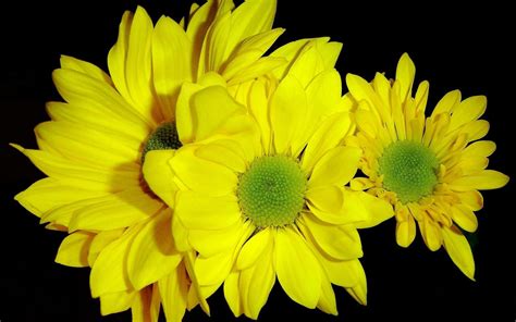 Awesome yellow wallpaper for desktop, table, and mobile. 4K Yellow Flowers Wallpapers High Quality | Download Free