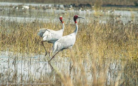 Crane Sarus Grus Antigone Male And Female India World Bird Photos