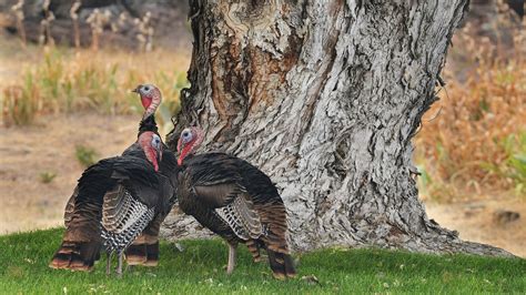 No One Knows What To Do About These Wild Turkeys And Their Poop Vice