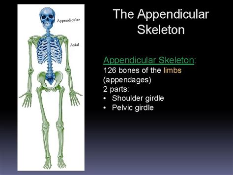 The Appendicular Skeleton 126 Bones Of The Limbs