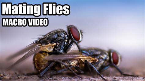 Mating Flies Animal Reproduction Pest Fly Problem Youtube