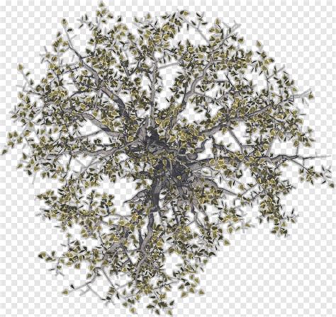 Car Top View, Forest Trees, Tree Top, Tree Top View, Trees, Trees