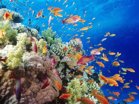 The National Beauty Of Tubbataha Reef Atbp