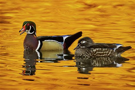 Wood Duck Pair Photograph By David Sams Pixels