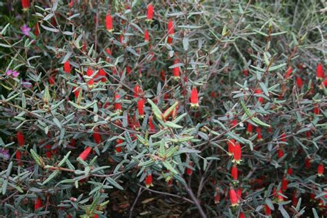 Australian Native Plants And The Bush Garden Style Australian Native