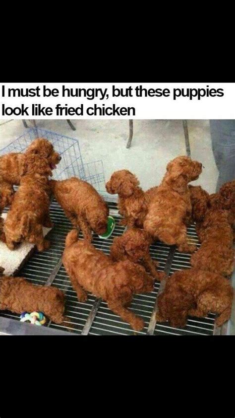 Her post, which was retweeted more than. Droll Puppies Or Fried Chicken Meme - l2sanpiero
