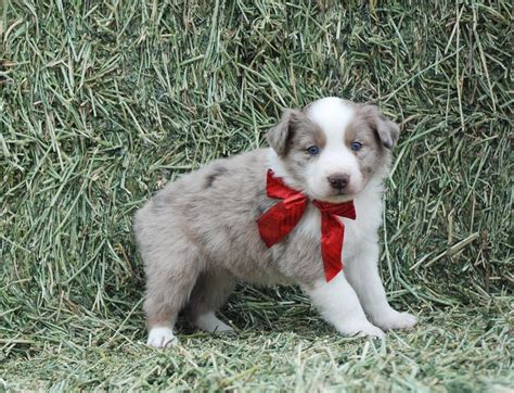 79 Border Collie Australian Shepherd Mix Puppies For Sale Colorado