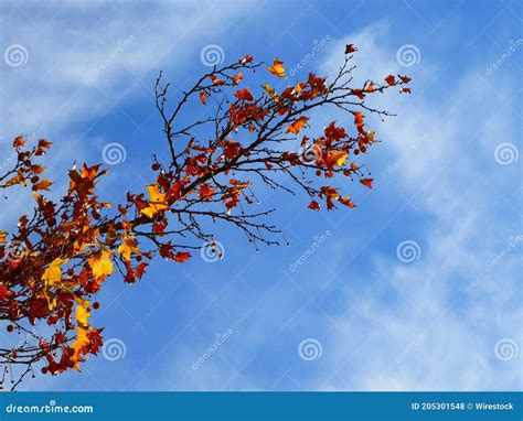 Low Angle Shot Of An Autumn Tree Branch On A Blue Sky Background Stock