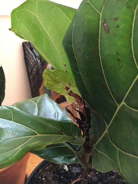 What Causes Holes In New Fiddle Leaf Fig Leaves Rindoorgarden