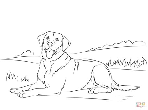 Labrador Retriever coloring page | Free Printable Coloring Pages