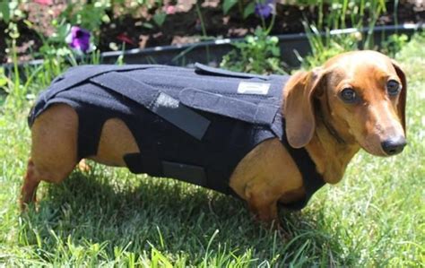 Dachshund Back Problems Treatment Causes And Symptoms